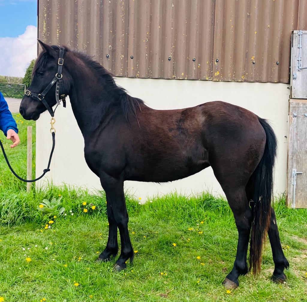 Pony for Sale Dartmoor Hill Pony