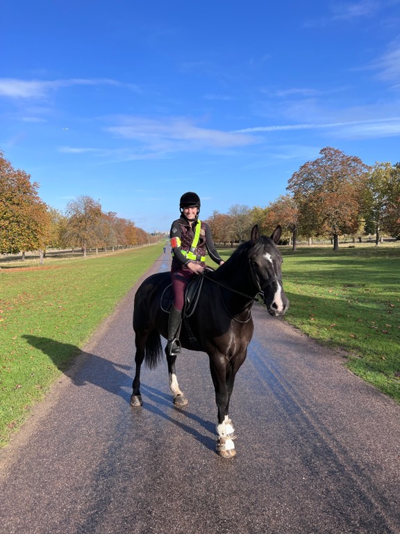 horse-for-sale-black-beauty