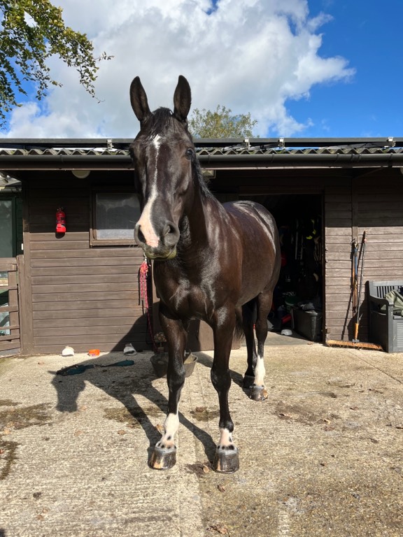 horse-for-sale-black-beauty