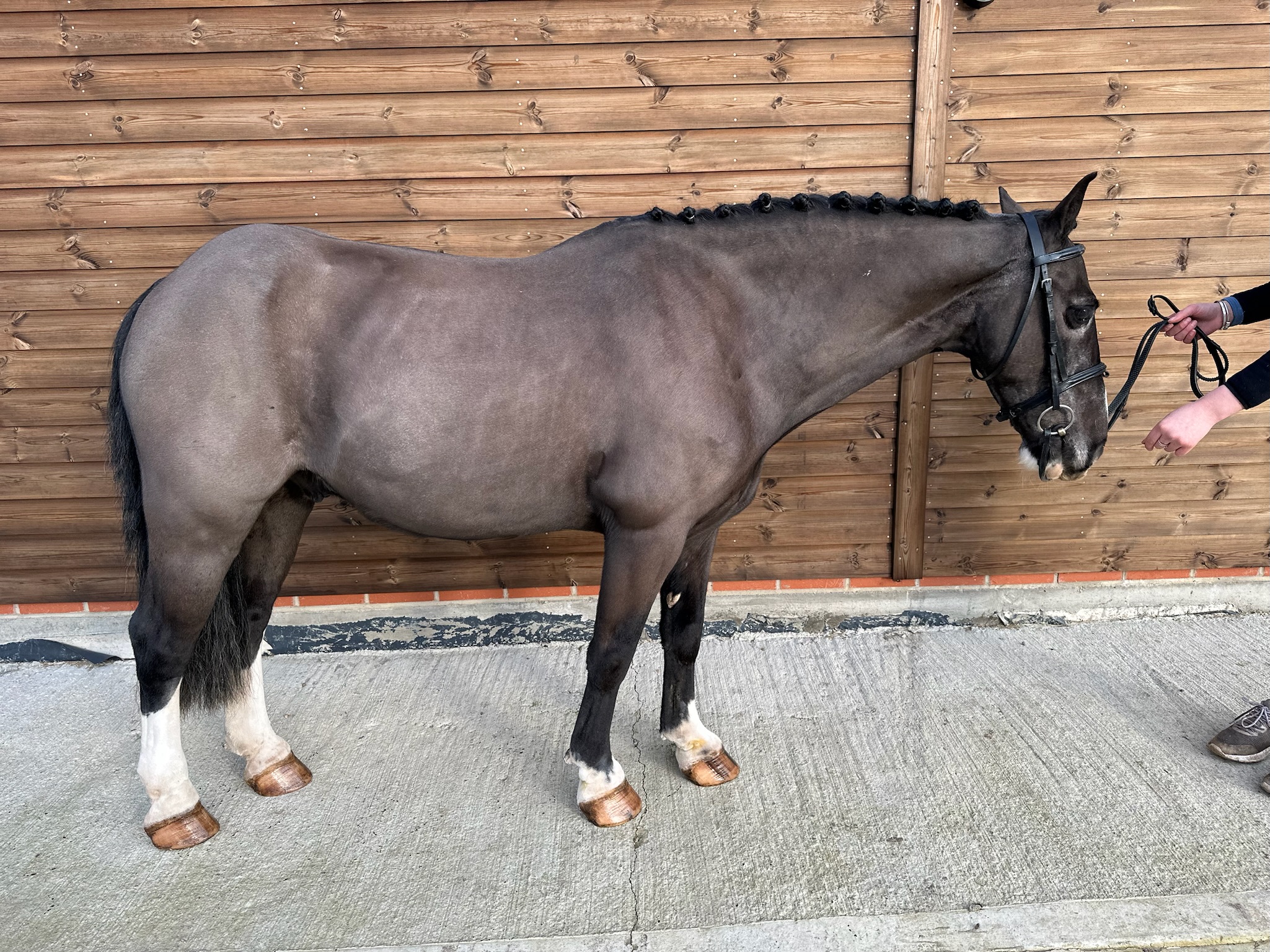 Pony for Sale 13hh Allrounder PC pony/ Lead Rein