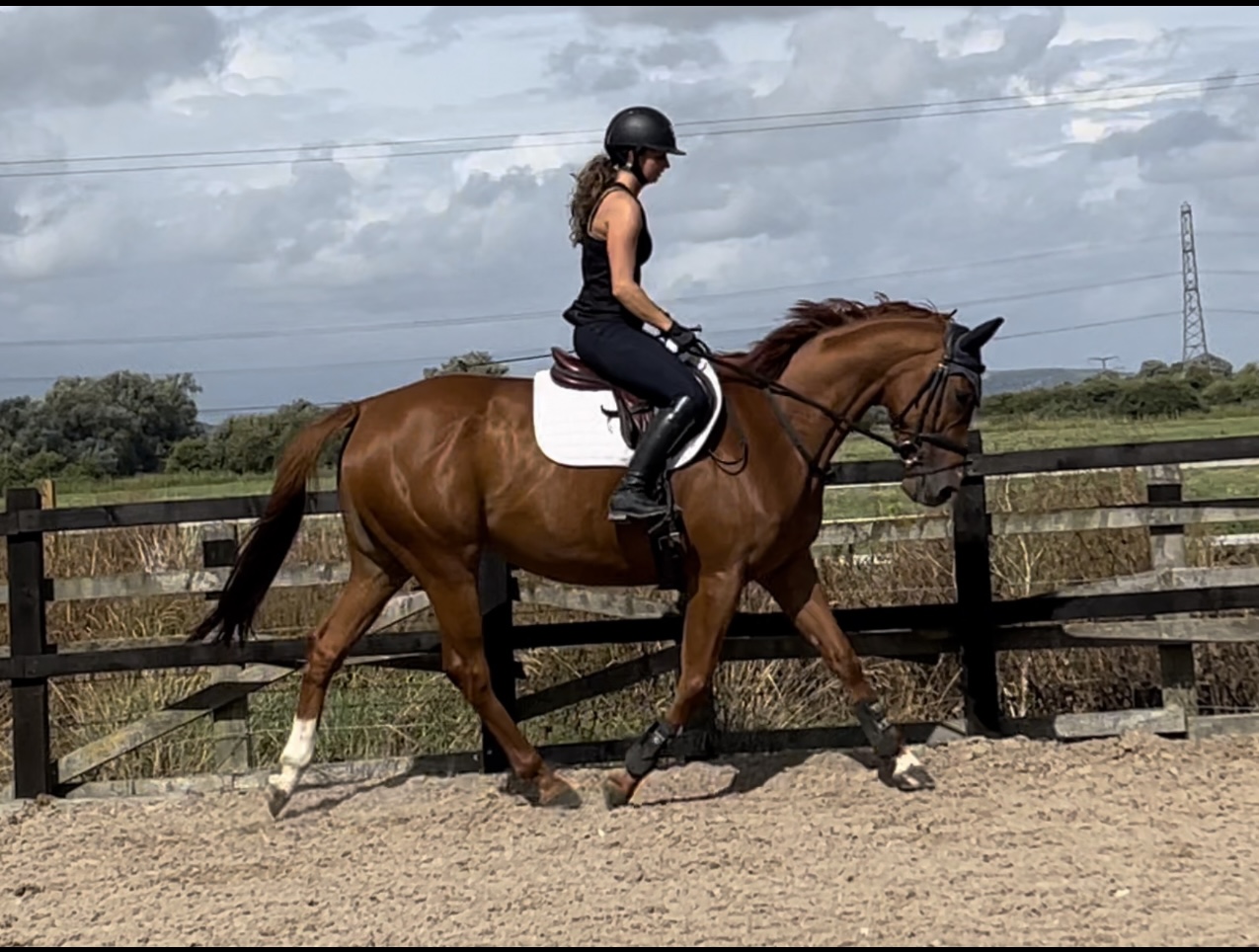 Horse for Sale | Stunning 16hh 6yo TB chestnut Mare