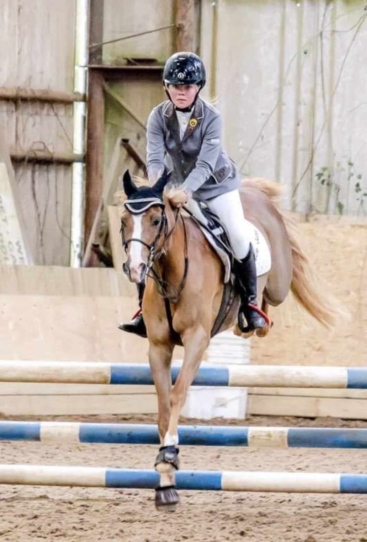 pony-for-sale-13hh-jumping-pony-club-pony