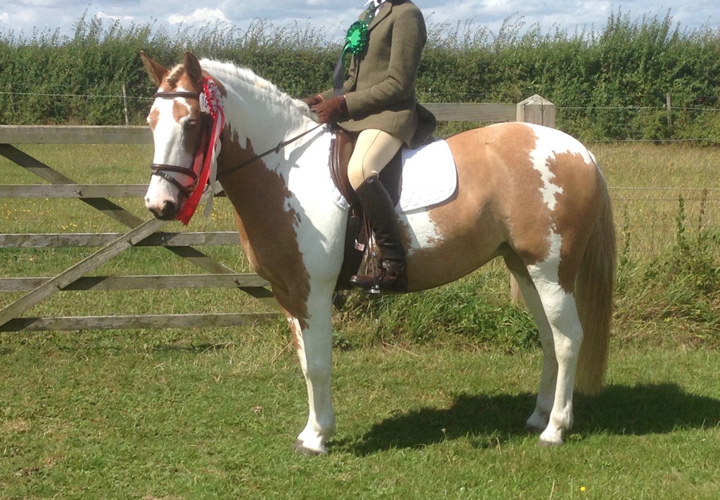 Pony for Sale 13.2 coloured competition pony out on trial