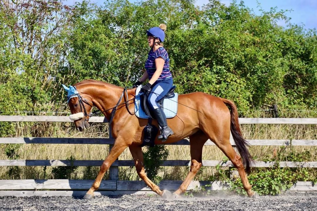 Horse for Sale | Stunning Chestnut TB gelding