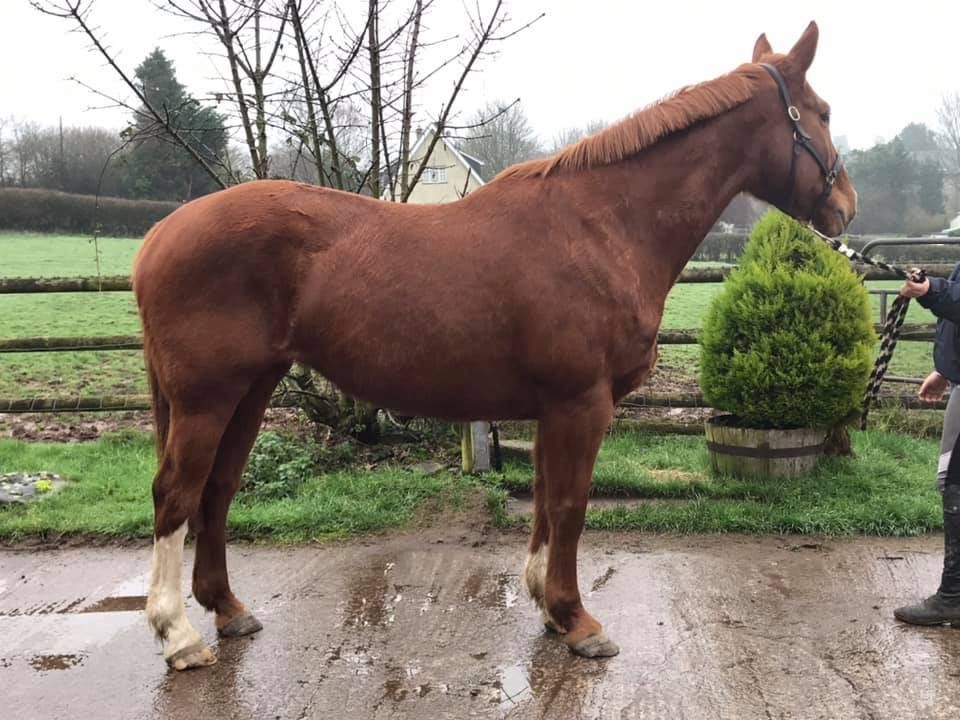 Horse for Sale Beautiful Project Irish Draught X