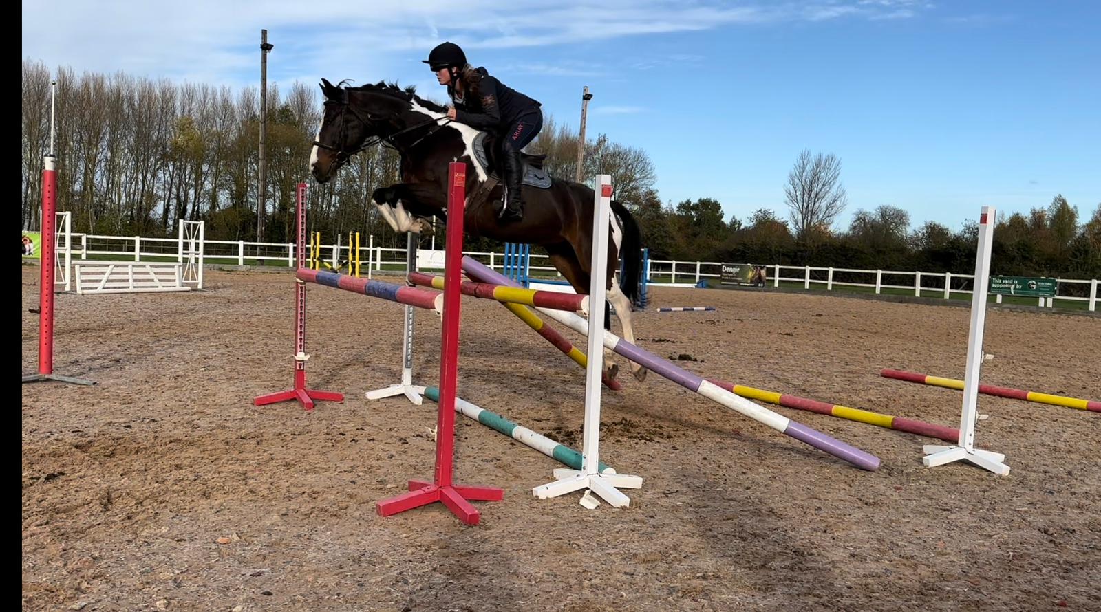 Horse for Sale 15.2hh All rounder