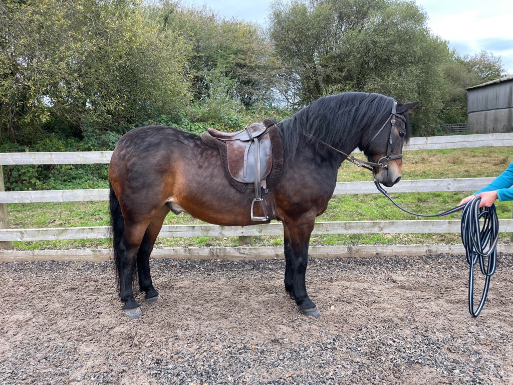 Pony for Sale 12hh Ultimate Pony Club pony