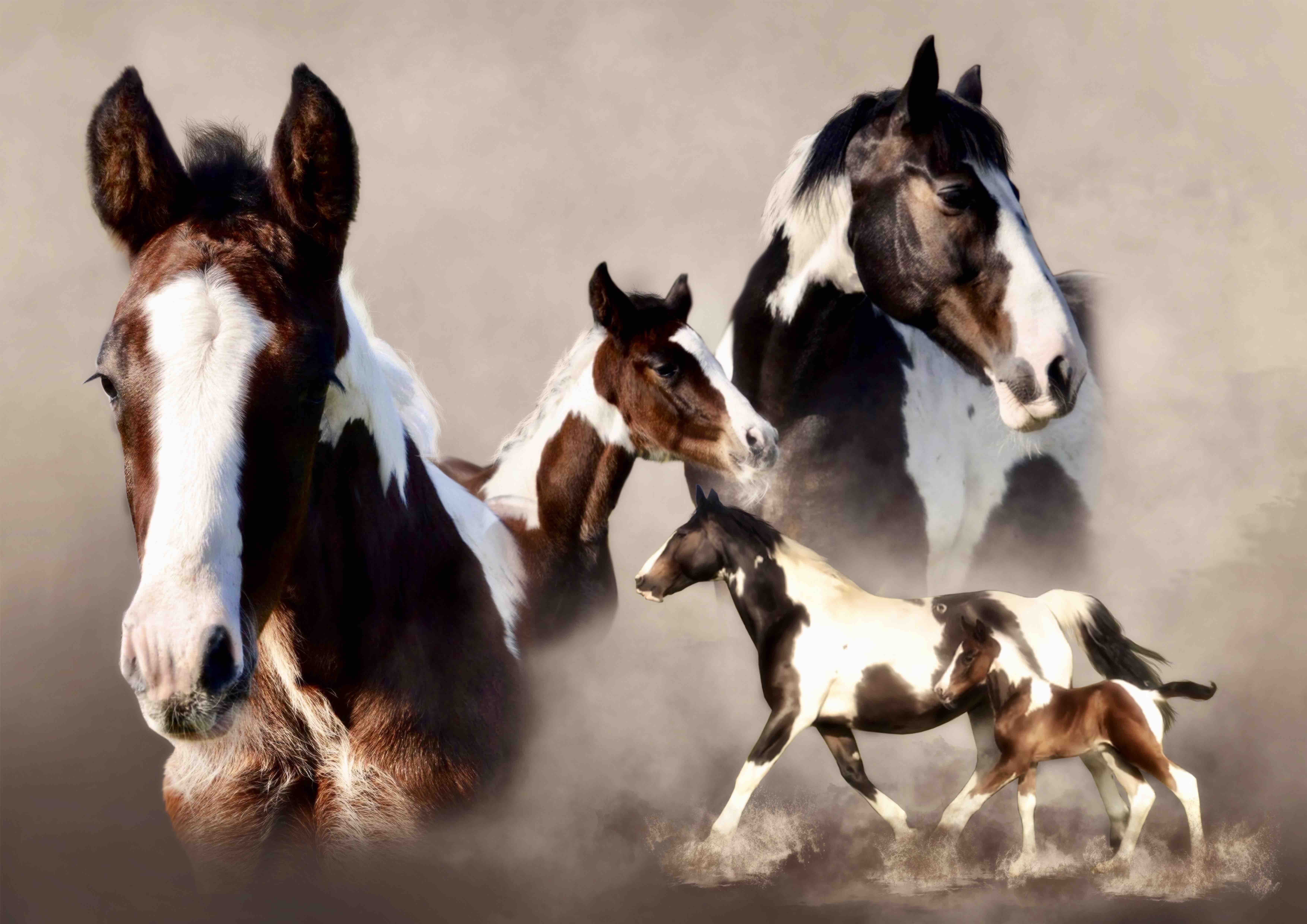Wickr horses